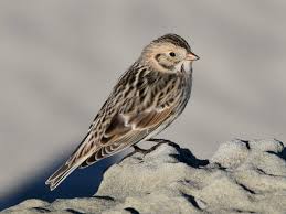 Attēlu rezultāti vaicājumam “Hamatocaulis lapponicus”