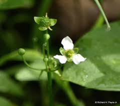 Attēlu rezultāti vaicājumam “Alismataceae”
