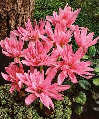 Image result for Herbstzeitlose