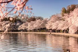 Image result for "cherry blossom" washington