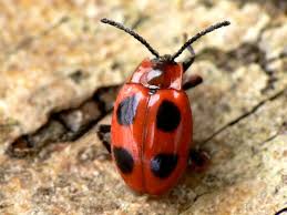 Attēlu rezultāti vaicājumam “Endomychidae”