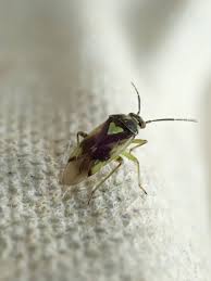 Attēlu rezultāti vaicājumam “Orthops campestris”