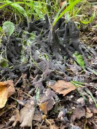 Attēlu rezultāti vaicājumam “Diderma cingulatum”