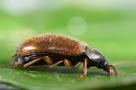 Attēlu rezultāti vaicājumam “Isomira murina”