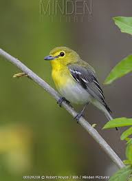 Image result for Vireo flavifrons
