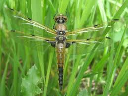 Attēlu rezultāti vaicājumam “Libellula quadrimaculata”