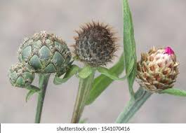 Attēlu rezultāti vaicājumam “Centaurea scabiosa bud”