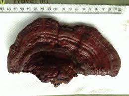 Attēlu rezultāti vaicājumam “Diderma rufostriatum sessile”