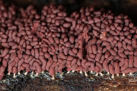 Attēlu rezultāti vaicājumam “Arcyria stipata spores”