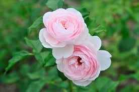 Image result for Rosengewächse