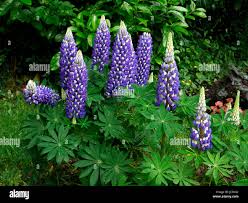 Image result for Lupinus polyphyllus Lindl.