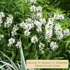 Attēlu rezultāti vaicājumam “Stachys officinalis leaf”