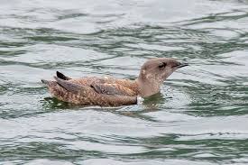 Image result for Brachyramphus perdix