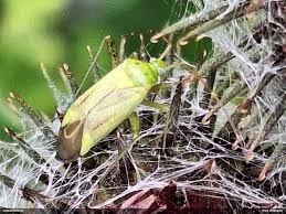 Attēlu rezultāti vaicājumam “Adelphocoris quadripunctatus”