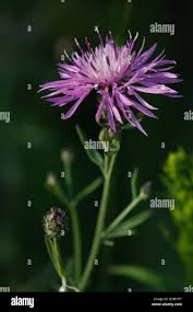Attēlu rezultāti vaicājumam “Centaurea stoebe flower”