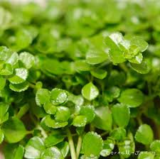 Attēlu rezultāti vaicājumam “Depressaria olerella”