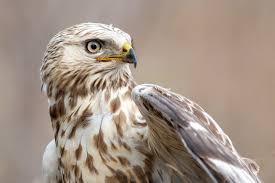 Attēlu rezultāti vaicājumam “Buteo lagopus adult”