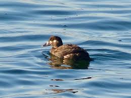 Image result for Melanitta perspicillata