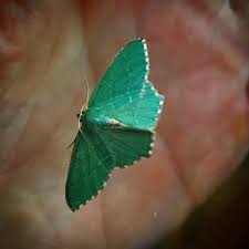 Attēlu rezultāti vaicājumam “Hemithea aestivaria”