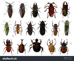 Attēlu rezultāti vaicājumam “Coleoptera”