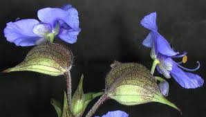 Attēlu rezultāti vaicājumam “Commelina coelestis”