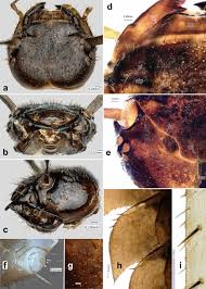 Attēlu rezultāti vaicājumam “Silpha obscura larva”