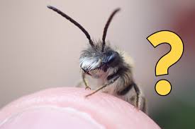 Attēlu rezultāti vaicājumam “Capsus ater imago”