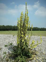 Image result for Königskerzen