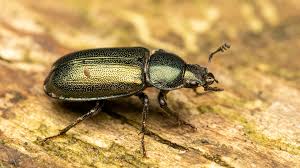 Attēlu rezultāti vaicājumam “Platycerus caraboides”