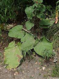Attēlu rezultāti vaicājumam “Arctium lappa leaf”