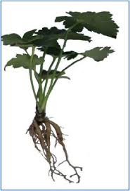 Attēlu rezultāti vaicājumam “Aconitum napellus leaf”