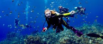 Image result for Wyndley Seals Snorkelling Club