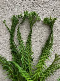 Attēlu rezultāti vaicājumam “Athyrium filix-femina”