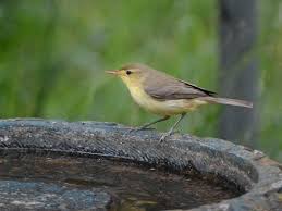 Image result for Hippolais polyglotta