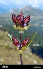 Attēlu rezultāti vaicājumam “Gentianaceae”