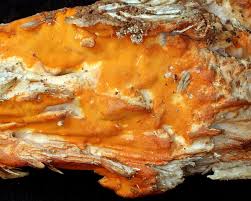 Attēlu rezultāti vaicājumam “Ceriporia excelsa”