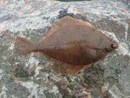 Image result for Limanda limanda