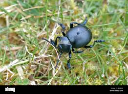 Attēlu rezultāti vaicājumam “Geotrupes stercorarius”