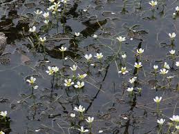 Attēlu rezultāti vaicājumam “Batrachium circinatum”