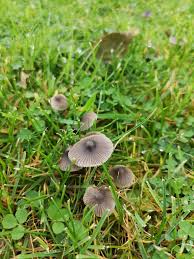 Attēlu rezultāti vaicājumam “Phleogena faginea young”