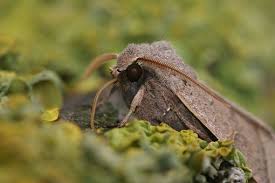 Attēlu rezultāti vaicājumam “Orthosia cerasi”