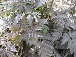 Attēlu rezultāti vaicājumam “Anthriscus sylvestris leaf”