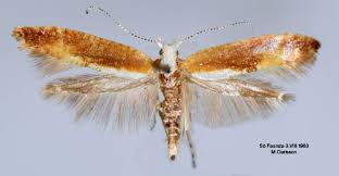 Attēlu rezultāti vaicājumam “Argyresthia albistria”