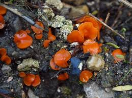 Attēlu rezultāti vaicājumam “Melastiza chateri”