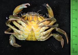 Image result for Carcinus maenas
