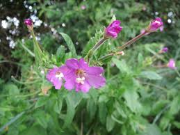 Attēlu rezultāti vaicājumam “Epilobium hirsutum leaf”