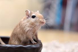 Image result for Gerbil