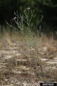 Attēlu rezultāti vaicājumam “Centaurea stoebe bud”