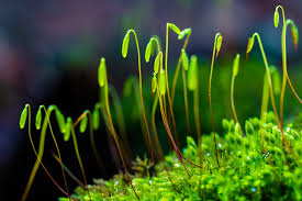 Attēlu rezultāti vaicājumam “sporophyte”