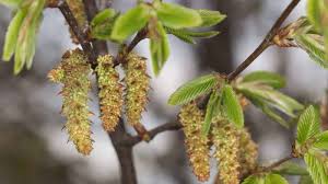 Attēlu rezultāti vaicājumam “Carpinus caroliniana male flower”